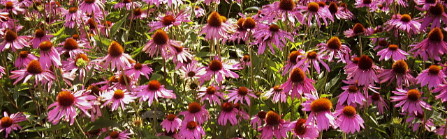 Echinacea-Rini-Verhoeven-Garden Design-Landscaping